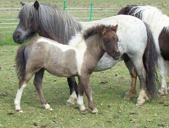 Click for larger image